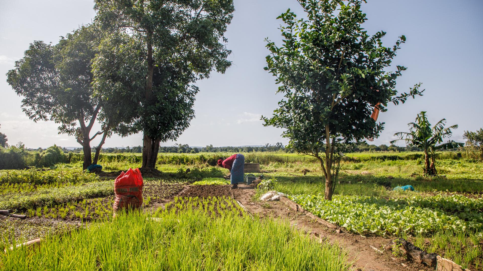 Photo of farming in Senegal, Credit: UN Women Africa