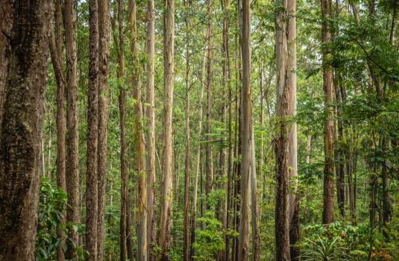 Subtropical forest