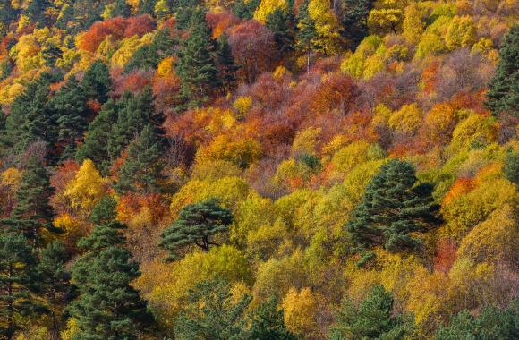 Temperate forest