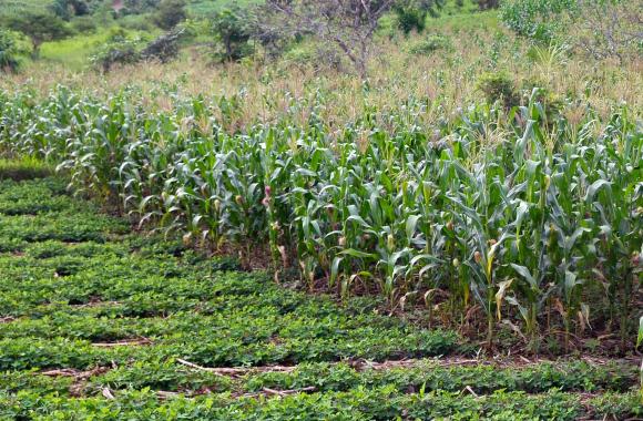 Crops in a field