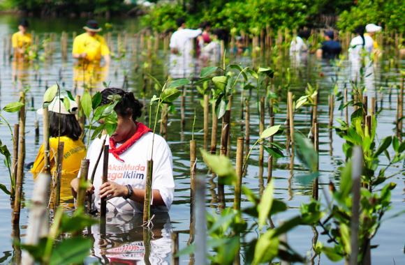 People planting mangroves