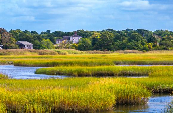Salt marsh ecosystem