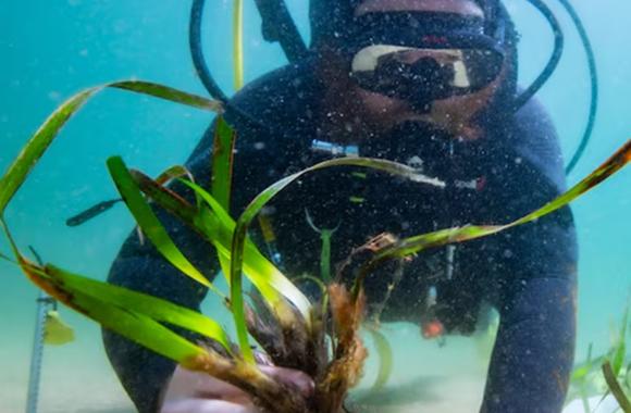 Photo of a diver planting seagrass