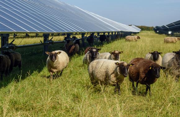 Sheep in a pasture with solar panels