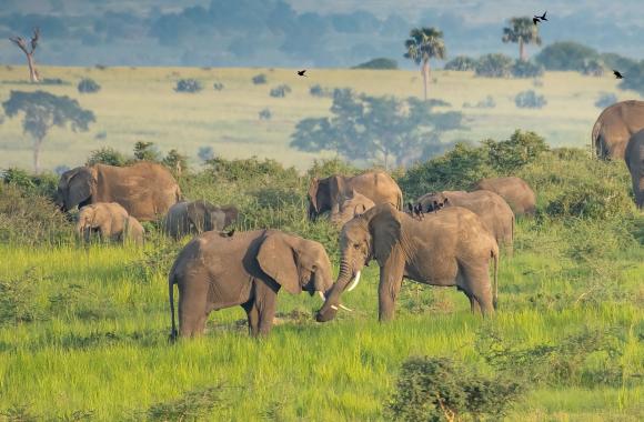 Subtropical grassland