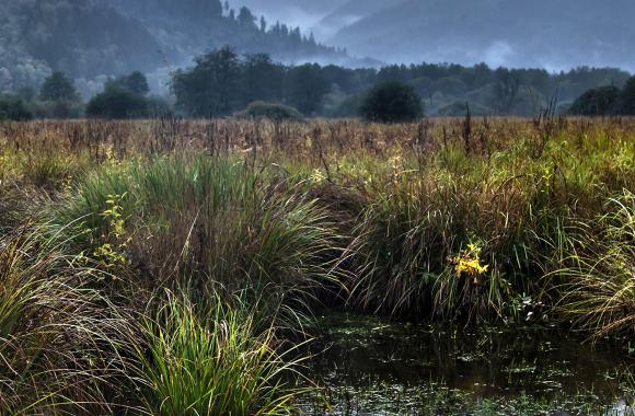 temperate peatland