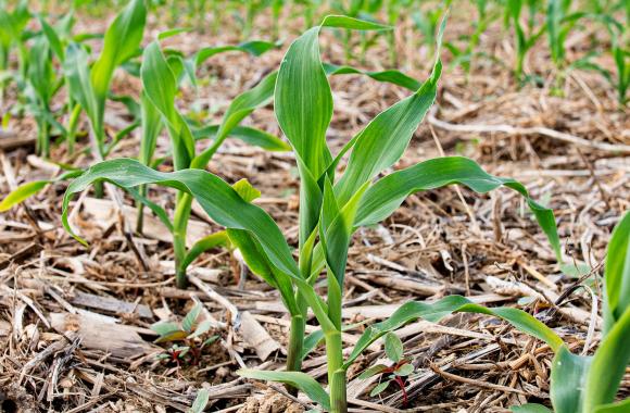 Cornfield with crop residue