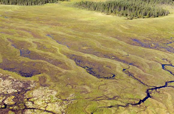 Boreal peatland restoration