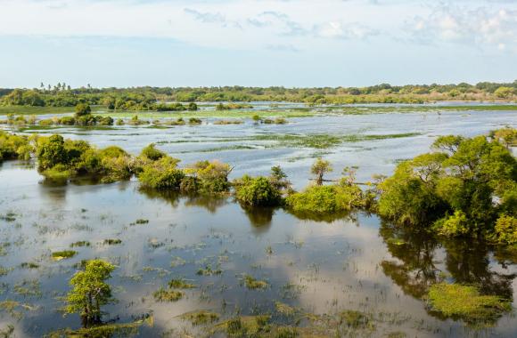 Subtropical peatland restoration