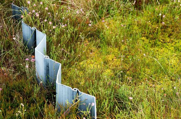 temperate peatland restoration