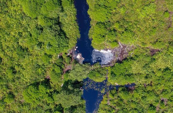 Tropical peatland restoration