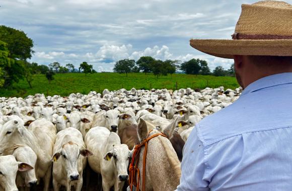 Person on horseback facing a herd of cattle