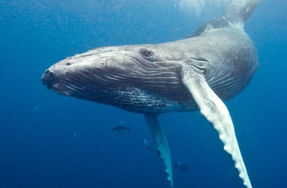 Big whale