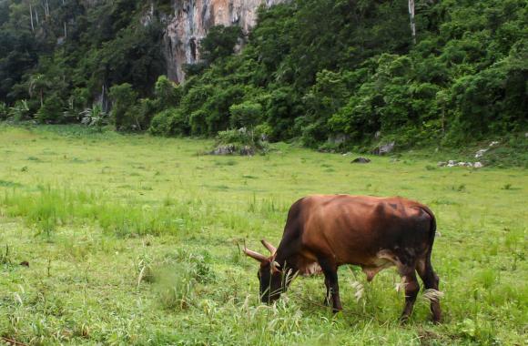 Cow grazing near cliff