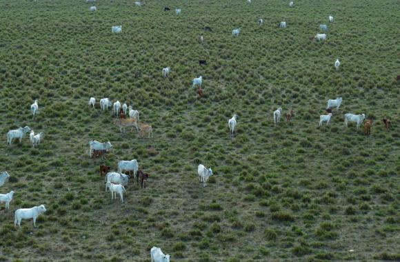 Cattle grazing in the Amazon rainforest in Brazil