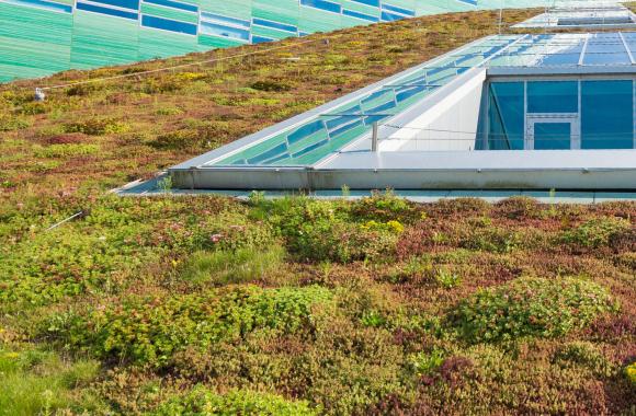 Roof with vegetation