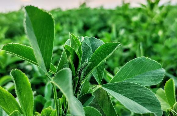 Close-up of alfalfa leaves