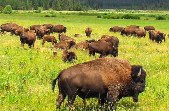 Bison grazing