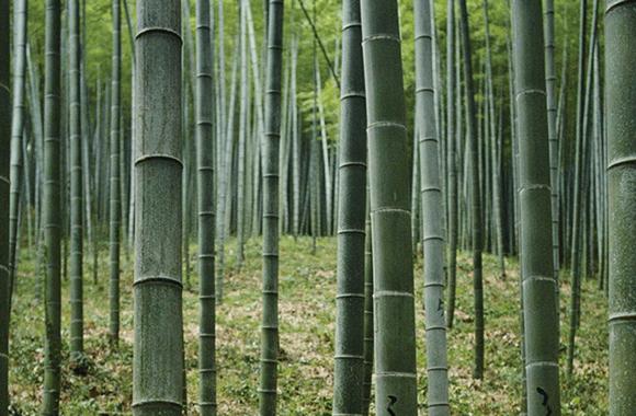 A bamboo forest.