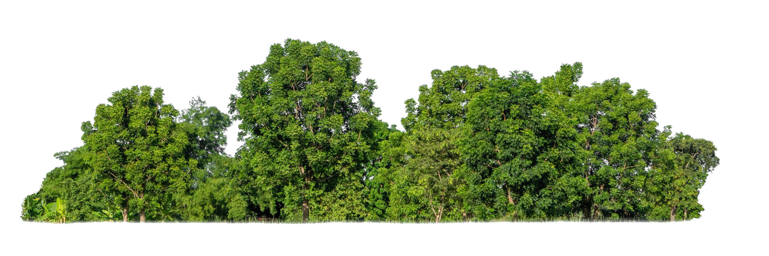 tropical trees